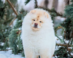 Собаки в Москве: Чау-чау щенки крем Мальчик, 25 000 руб. - фото 3