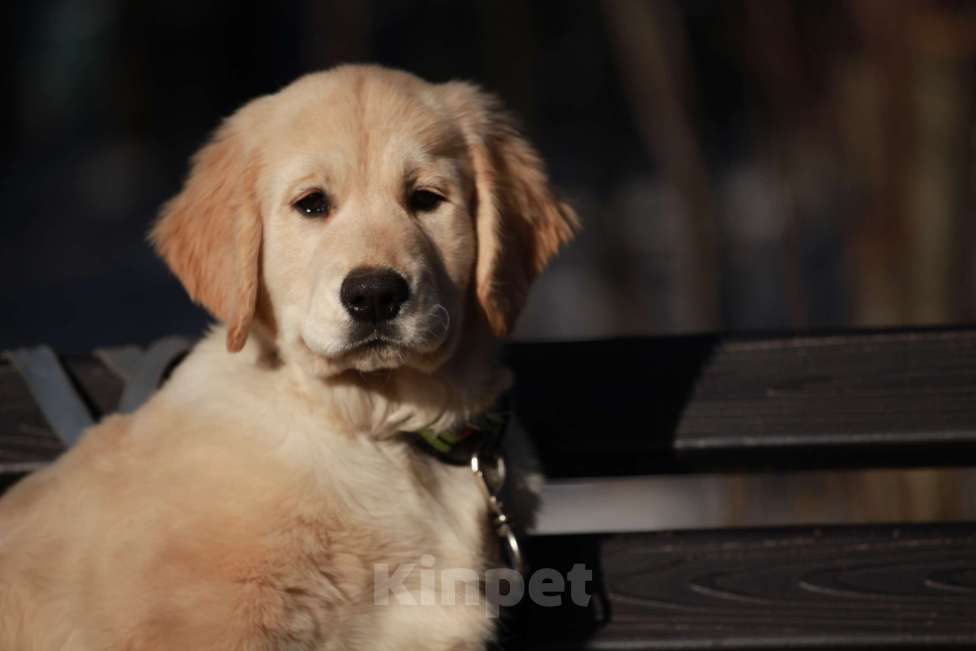 Собаки в Москве: Золотистый ретривер  Мальчик, 90 000 руб. - фото 6