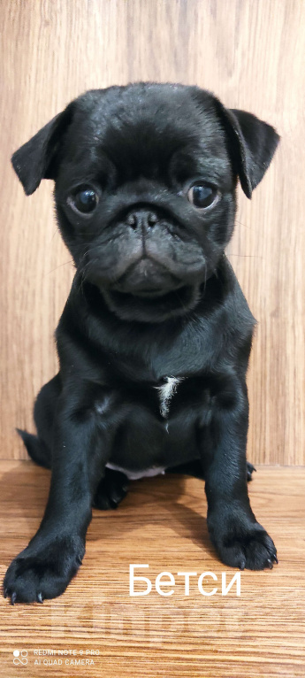 Собаки в Кинели: Щенки породы мопс. Девочка, 45 000 руб. - фото 5
