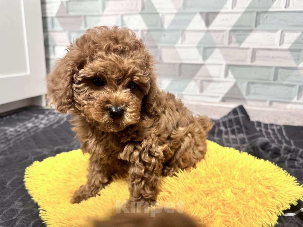 Собаки в Москве: Той Пудель  Теодор Мальчик, 140 000 руб. - фото 7