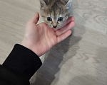 Кошки в Санкт-Петербурге: Котёнок ищет дом Девочка, Бесплатно - фото 1