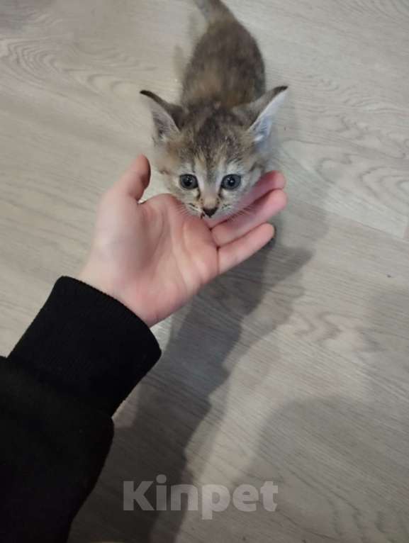 Кошки в Санкт-Петербурге: Котёнок ищет дом Девочка, Бесплатно - фото 1