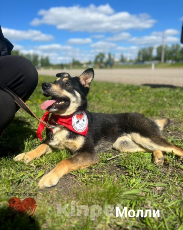 Собаки в Тамбове: Молли  Девочка, Бесплатно - фото 4