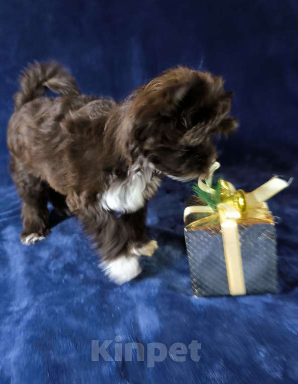 Собаки в Москве: Шоколадный йоркширский терьер Мальчик, 60 000 руб. - фото 3