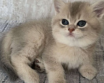 Кошки в Евпатории: Британская короткошерстная шиншилла голубое золото Девочка, 35 000 руб. - фото 1