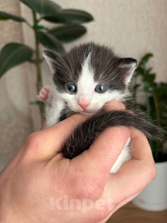 Кошки в Раменском: Котята в добрые руки Разнополые, Бесплатно - фото 5
