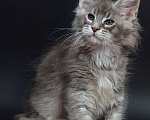 Кошки в Апрелевке: Котята мейн-кун из элитного питомника  Caressa Девочка, 50 000 руб. - фото 10