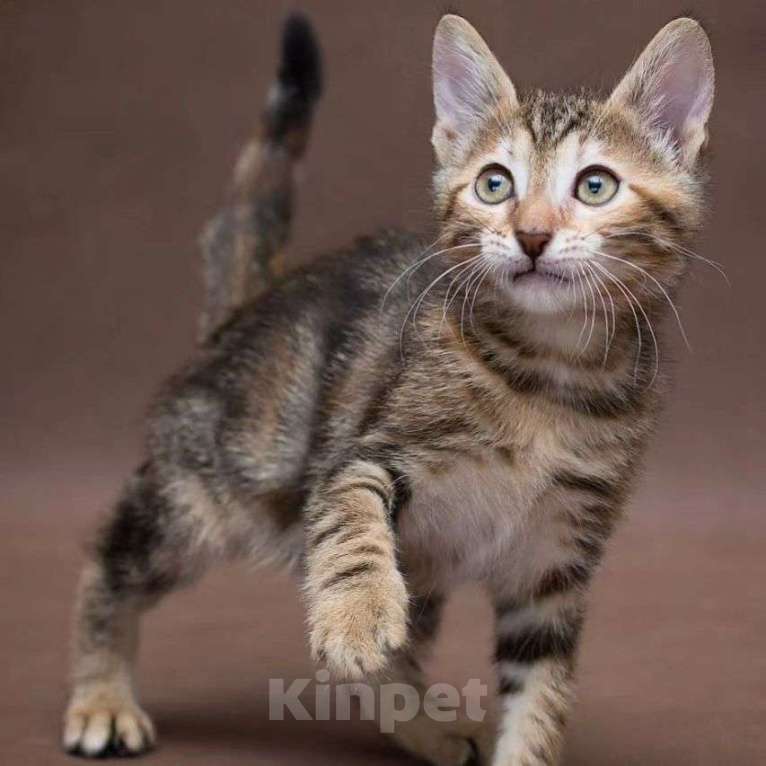 Кошки в Москве: Принцесса Жасмин Девочка, Бесплатно - фото 2