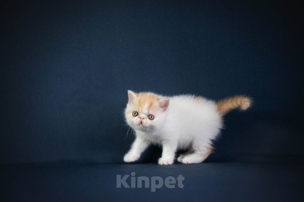 Кошки в Москве: Экзотический котенок Девочка, 45 000 руб. - фото 2