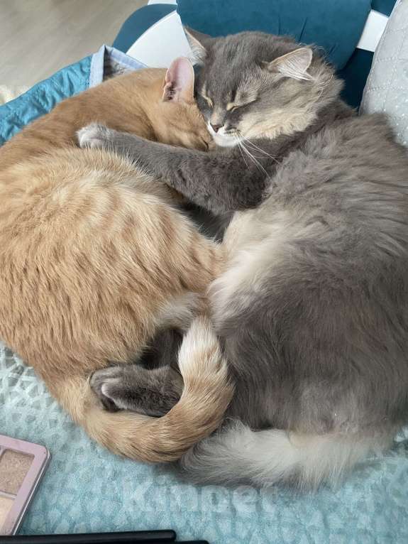 Кошки в Тольятти: Кот в добрые руки Мальчик, Бесплатно - фото 4