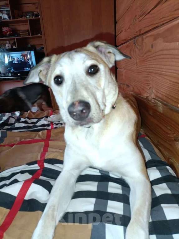 Собаки в других городах Московской области: Сэнди в поисках своей семьи Девочка, Бесплатно - фото 7