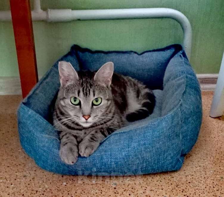 Кошки в Балашихе: красивая кошечка ищет дом Девочка, Бесплатно - фото 1