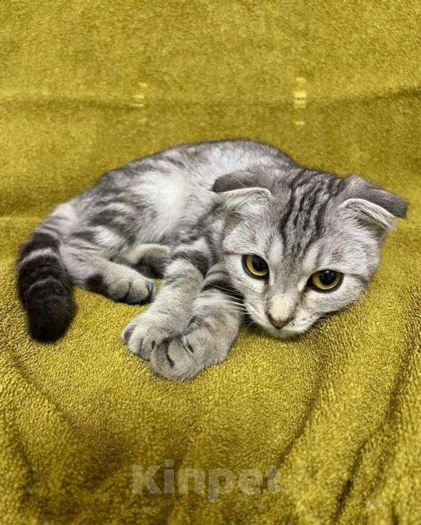 Кошки в Москве: Вислоухий котенок в добрые руки  Девочка, Бесплатно - фото 1