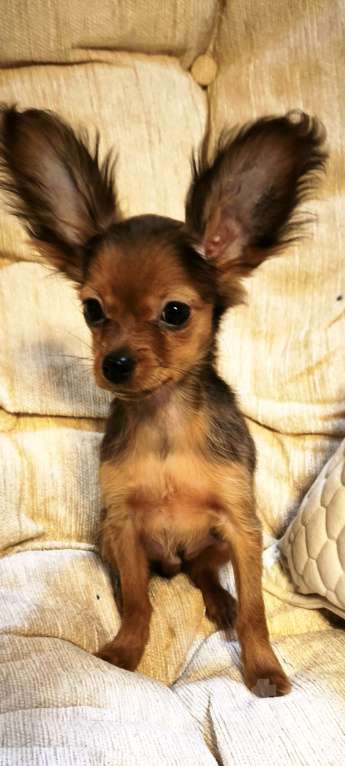 Собаки в Луховицах: Самый красивый Мальчик, 40 000 руб. - фото 3