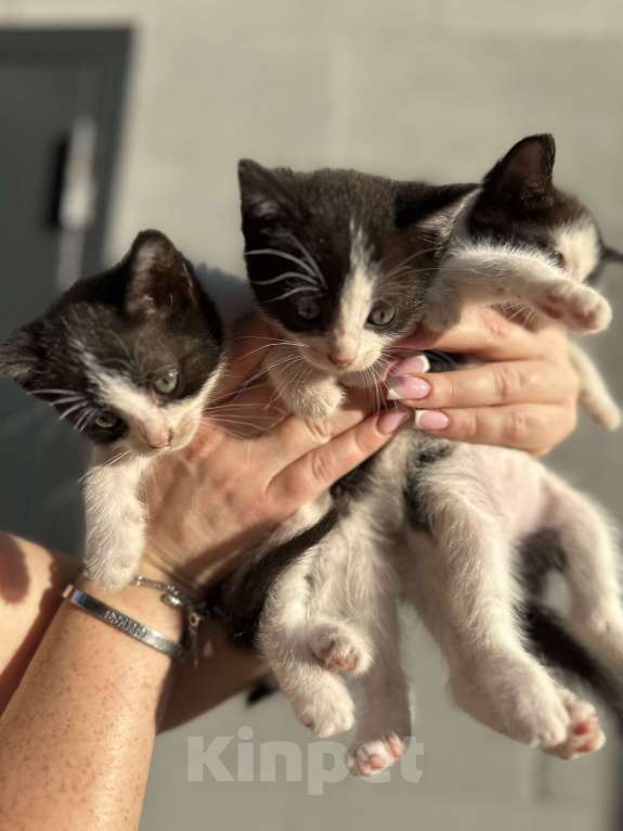 Кошки в других городах Самарской области: Кошки нагуляли нам такое изобилие! Готовы поделиться! Девочка, Бесплатно - фото 5