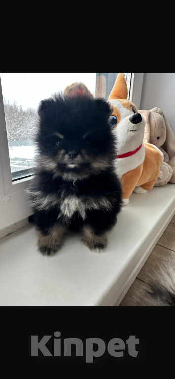 Собаки в других городах Московской области: Малинка Девочка, 40 000 руб. - фото 1