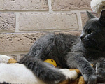 Кошки в Жуковском: Котята (3 мес) ищут дом, Бесплатно - фото 10