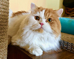 Кошки в Реутове: Уникальный кот-тяжеловес шотландской наружности ищет дом. Мальчик, Бесплатно - фото 1