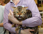Кошки в Санкт-Петербурге: Бенгальский кот на вязку., 15 000 руб. - фото 7
