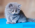 Кошки в Санкт-Петербурге: Британский длинношерстный котенок Эдвард Мальчик, 30 000 руб. - фото 5