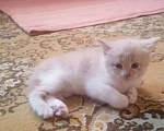 Кошки в Краснодаре: Котёнок в добрые руки Девочка, Бесплатно - фото 2