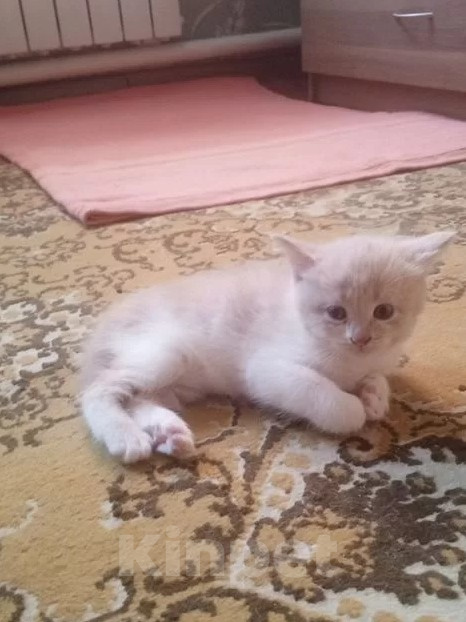 Кошки в Краснодаре: Котёнок в добрые руки Девочка, Бесплатно - фото 2