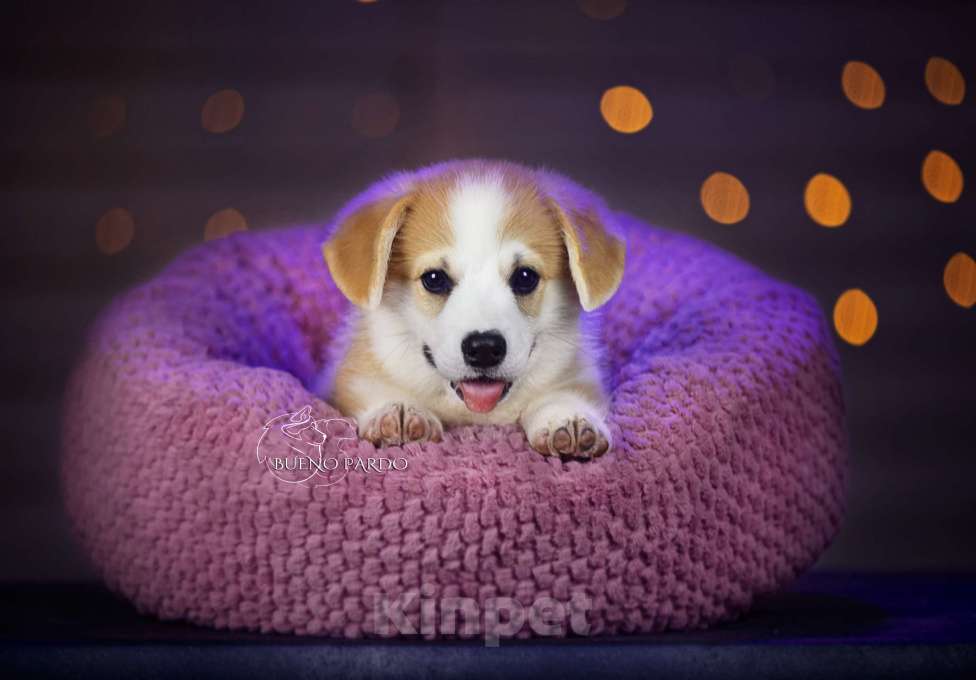 Собаки в Москве: щенки вельш корги пемброк Мальчик, 50 000 руб. - фото 4