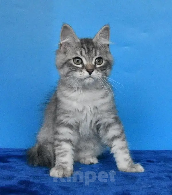 Кошки в Москве: Сибирский котик. Мальчик, 45 000 руб. - фото 2