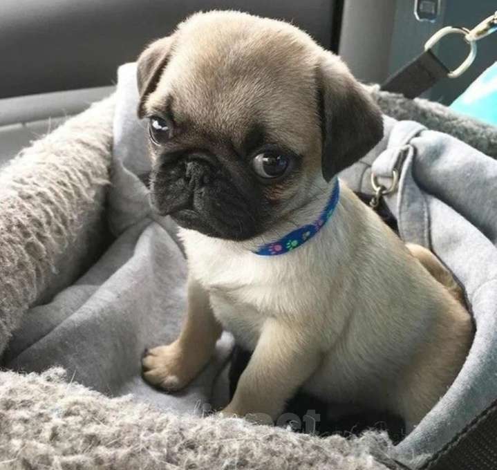 Собаки в Калининграде: Щенки мопсы Девочка, 13 800 руб. - фото 1