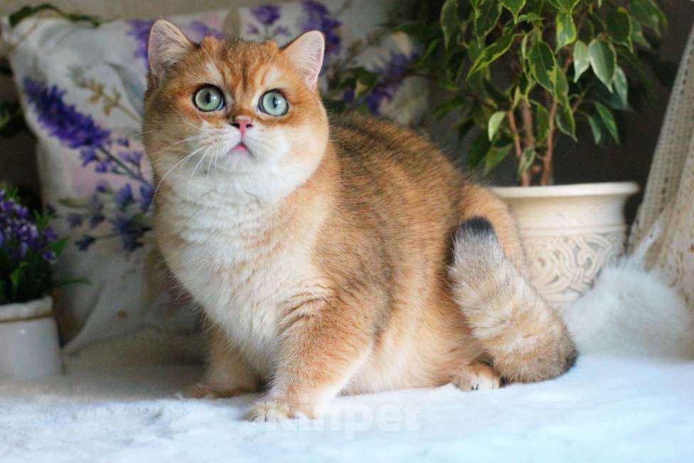 Кошки в Москве: Британский мальчик золотая шиншилла Мальчик, 55 000 руб. - фото 1