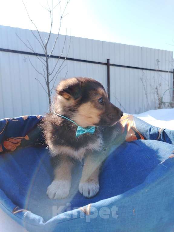 Собаки в Москве: Щенок 1,5-2 месяца мальчик в добрые руки Мальчик, Бесплатно - фото 4