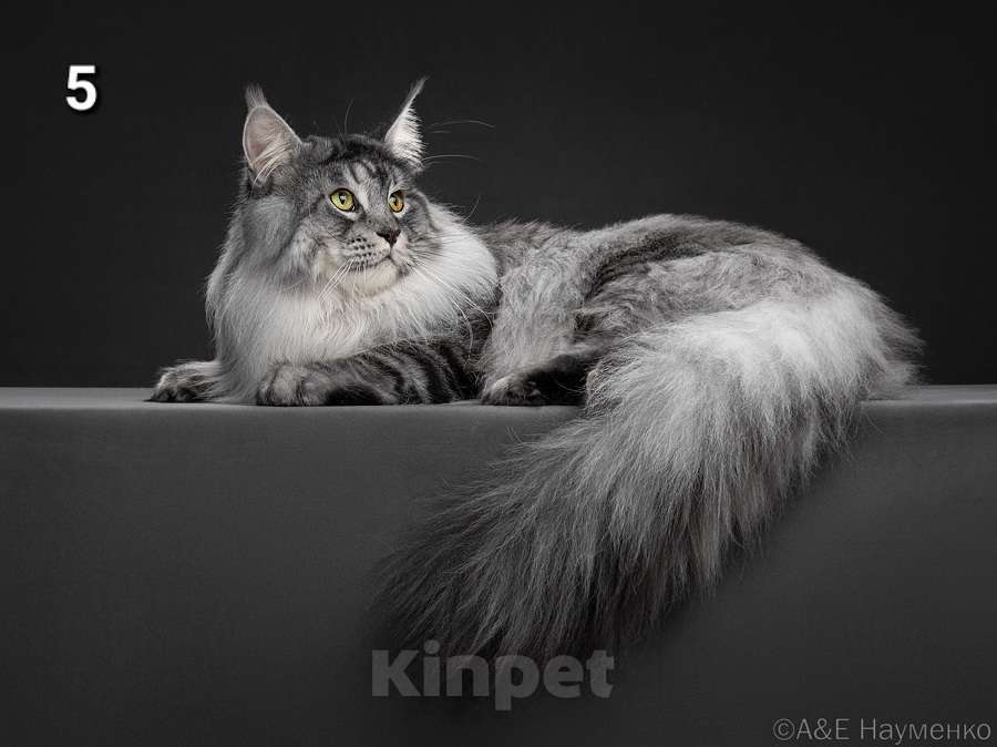 Кошки в других городах Ярославской области: Котята Мейн кун Девочка, Бесплатно - фото 2