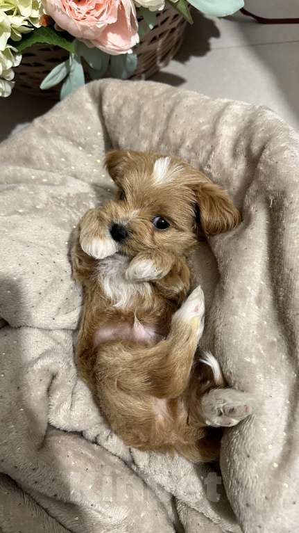 Собаки в других городах Краснодарского края: Мальтипу f1 мини Мальчик, 170 000 руб. - фото 5