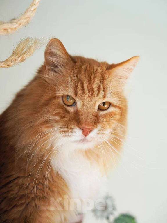 Кошки в Балашихе: Лайм Мальчик, Бесплатно - фото 2