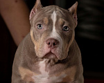 Собаки в Санкт-Петербурге: Американский булли Девочка, 150 000 руб. - фото 1