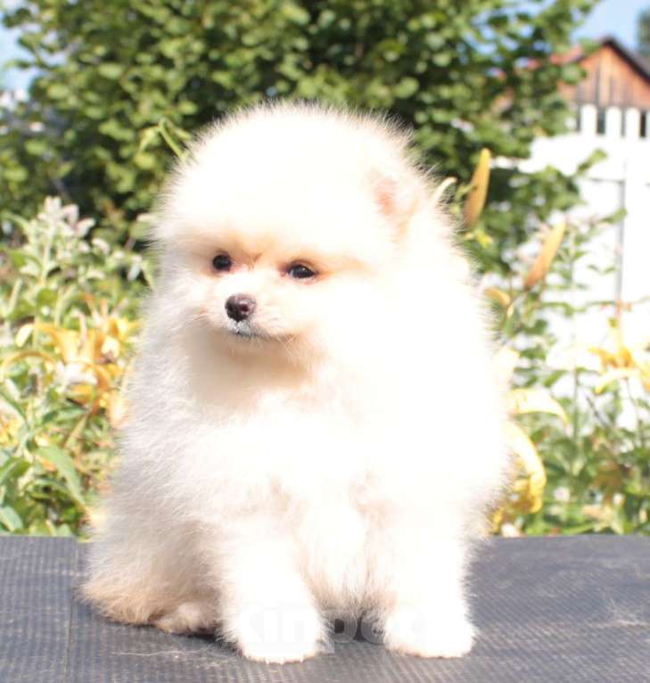 Собаки в Москве: померанский шпиц мини девочки Девочка, 50 000 руб. - фото 3