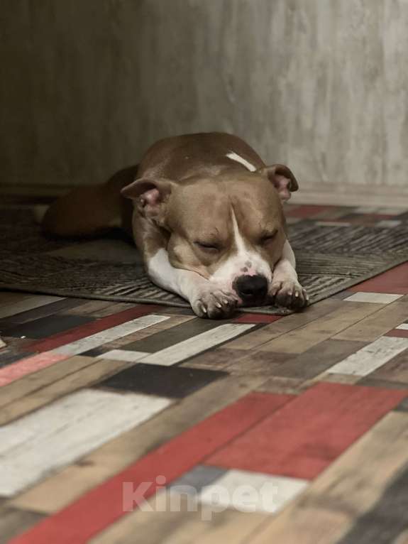 Собаки в Люберцах: Собака в добрые руки. БЕСПЛАТНО!!! Мальчик, Бесплатно - фото 3