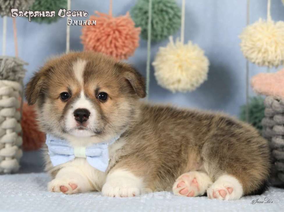 Собаки в Москве: Чакибусенок #2 - замечательный компанейский мальчик рыже-белый (возможно Соболь). С хвостиком  Мальчик, Бесплатно - фото 2