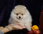 Собаки в Москве: Мальчик померанского шпица Мальчик, 25 000 руб. - фото 2