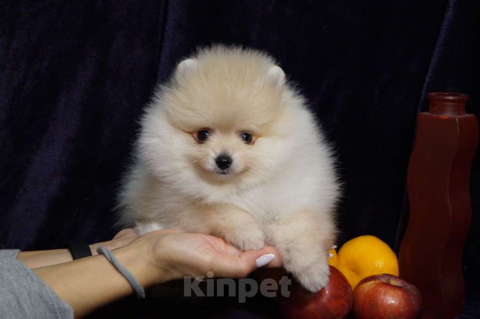 Собаки в Москве: Мальчик померанского шпица Мальчик, 25 000 руб. - фото 2