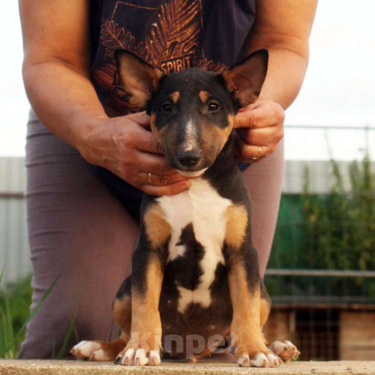 Собаки в Всеволожске: ММ МОККО АМАРЕТТО  Мальчик, Бесплатно - фото 2