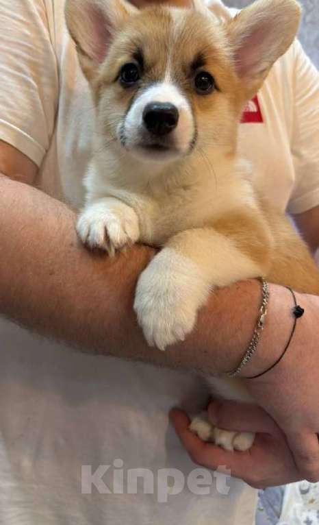 Собаки в Перми: Щенки вельш корги пемброк девочки Девочка, 65 000 руб. - фото 1