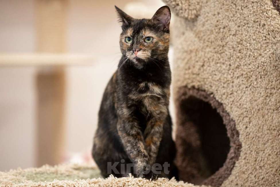 Кошки в Москве: кошка Ульяна Девочка, Бесплатно - фото 7