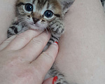 Кошки в Курске: Котенок Фиалка Девочка, Бесплатно - фото 4