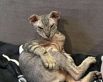 Кошки в Омске: Донской сфинкс котята Девочка, 25 000 руб. - фото 3