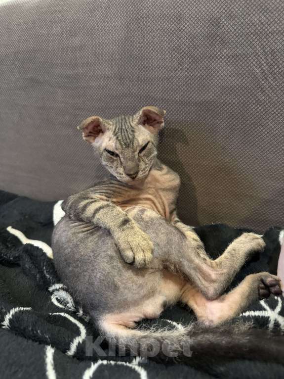 Кошки в Омске: Донской сфинкс котята Девочка, 25 000 руб. - фото 3