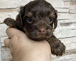 Собаки в Москве: Шоколадный Йорк мальчик Мальчик, Бесплатно - фото 1