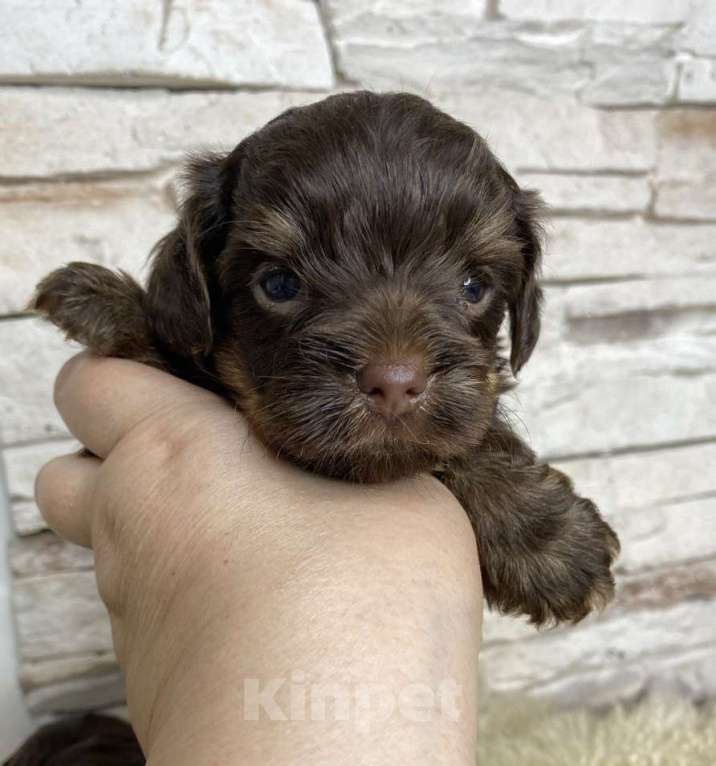 Собаки в Москве: Шоколадный Йорк мальчик Мальчик, Бесплатно - фото 1
