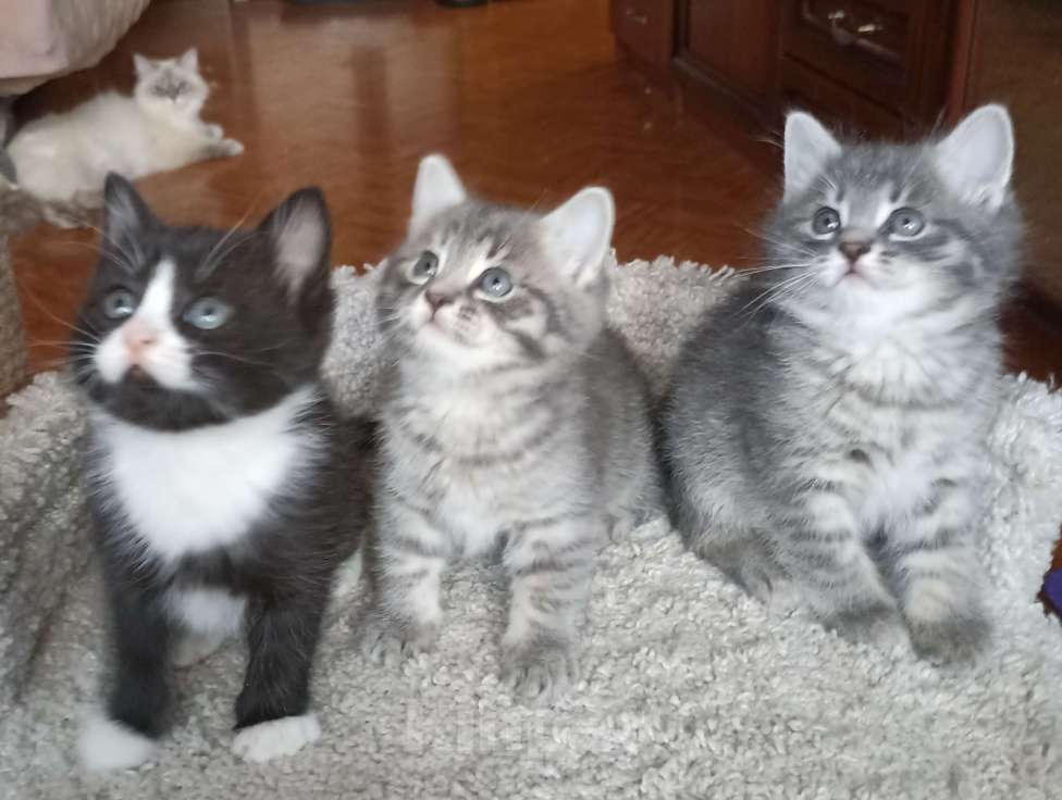 Кошки в Москве: Девочка и мальчик серенькие Мальчик, 1 000 руб. - фото 2