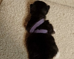 Кошки в Кирове: Фиолетовый (синий) Девочка, 2 500 руб. - фото 3